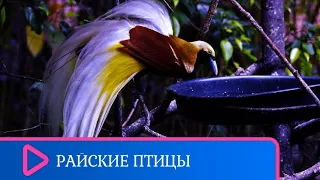 ДОБРО ПОЖАЛОВАТЬ В ДИКИЙ МИР НОВОЙ ГВИНЕИ! Райские птицы. ЛУЧШИЕ ФИЛЬМЫ