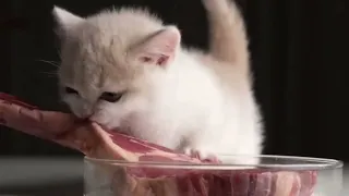 cat eating steak with doom theme