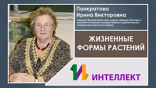 Жизненные формы растений, Панкратова Ирина Викторовна