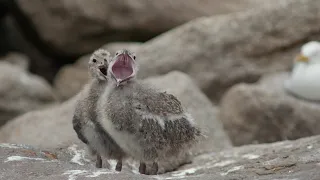 Seagull | Wildlife Documentary