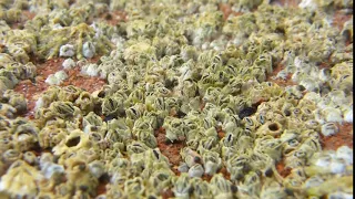 Barnacles feeding at Paignton Devon.