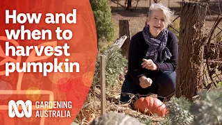 How and when to harvest pumpkin | Growing Fruit And Vegies | Gardening Australia