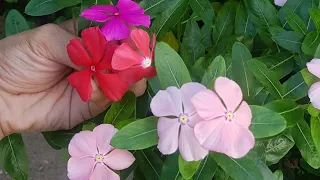 How to pollinate Vinca Rosea or Periwinkle plant