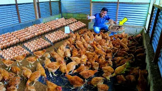 Free range chicken Farming │How to keep our chickens healthy during rainy season ( Basic tips )