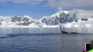 GRAND Ballet de baleines