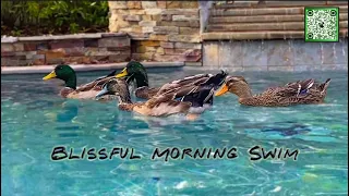 Blissful Morning Swim