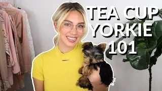 SMALLEST DOG EVER - TEACUP YORKIE & everything you need to know
