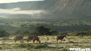 WildEarth - Sunset  Safari - 16 July 2022