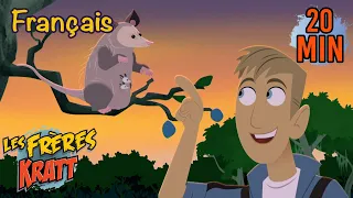 Un opossum dans ma poche | Saison 3 [épisode complet] Les Frères Kratt