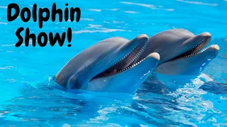 Dubai Dolphinarium🐬- Best Dolphin Show HD