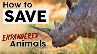🆕 Cara Menyelamatkan Hewan Langka 👉🏼 Selamatkan Spesies Langka! 🦧 🐘 🦏 2020