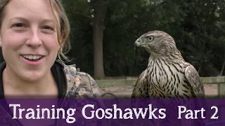 Falconry Diary | Cloud the Goshawk | Part 2