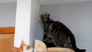 Cat Vs Bug