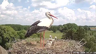 Horst findet sein Nest nicht | Fütterung Küken Altlandsberg Storchennest | 24.05.2024