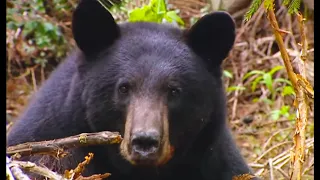 Tranquilising a Black Bear | Born To Be Wild: Black Bear Rescue with Amanda Burton | BBC Earth