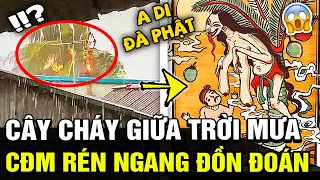 Hình ảnh cây dừa BỐC CHÁY NGHI NGÚT giữ trời MƯA TẦM TÃ khiến cđm đồn đoán chuyện chẳng lành|TBTrend