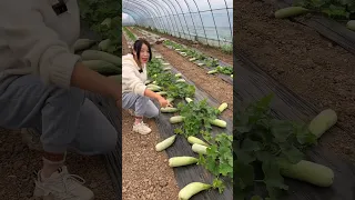 Very happy life and harvesting cucumber natural and cutting skills so fresh #farming #cucumber