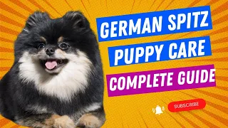 German Spitz Puppy Care Tips (Hindi) #germanspitz