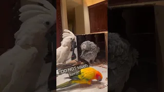 Telling my parrot “no” 🤣 #parrot #cockatoo #shorts #funnyvideo #reaction #cute