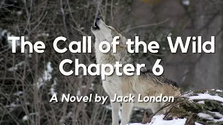 The Call of the Wild Chapter 6 by Jack London: English Audiobook with Text on Screen, Classic Novel