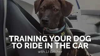 Training Your Dog to Ride in the Car