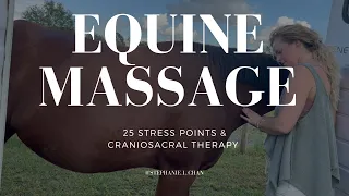 60 Minute Horse Massage | Plus Craniosacral Therapy