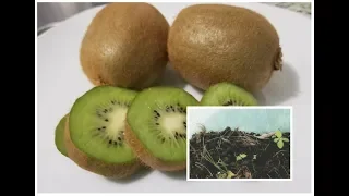 ASI DE FACIL ES GERMINAR KIWI