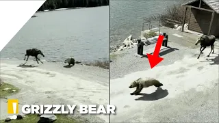 Moose Chases Grizzly Away from Calves in Montana Park