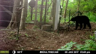 When a black bear touches an electric fence