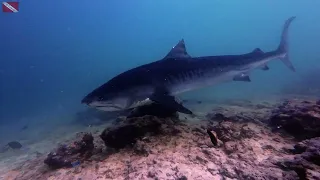 Up-Close! Tigershark  eats a Tuna head!