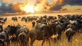 Nat Geo Documentary - The Great Migration | Wild Planet Full HD 1080p