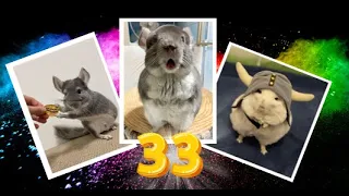 Лучшие приколы про ШИНШИЛЛ! Смешные ШИНШИЛЛЫ! Funny chinchillas❤#33