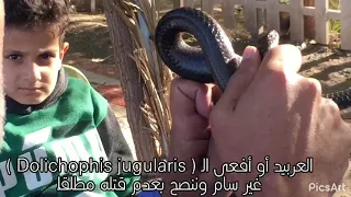 العربيد أو أفعى الـ ( Dolichophis jugularis ) غير سام وننصح بعدم قتله مطلقاً / قناة احمد صالح نعمة