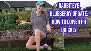 Rabbiteye Blueberry Update: How to Lower pH Quickly