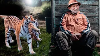 Тигрица в зубах принесла тигренка местному леснику, умоляя его спасти...