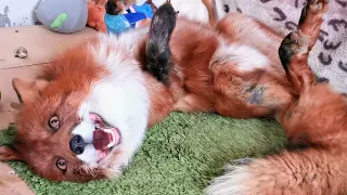 Alf the Fox is always happy to see his human