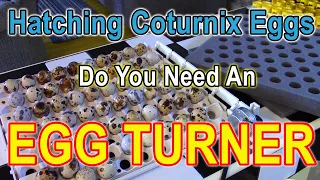Hatching Coturnix Quail Eggs - Do You Really Need an Egg Turner?