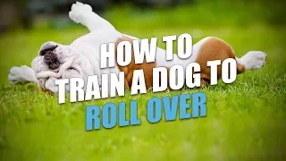 How To Train A Dog To Roll Over