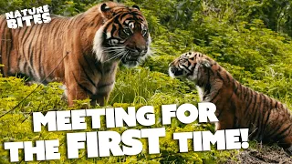 Tigers Have RARE Father Daughter Relationship | FOTA: Into the Wild | Nature Bites