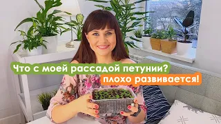 Что с моей рассадой петунии? Всходы вышли, но не развиваются?