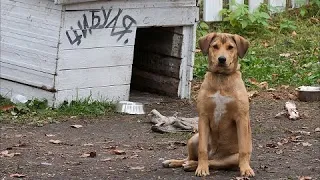 Собака даже в дождь никак не хотела залезать в свою будку. Оказалось, у питомца была веская причина