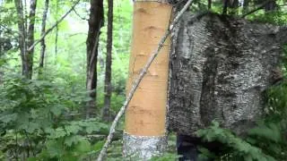 Wayne demonstrates birch bark harvest