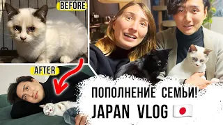 A new family member and Aki's operation. Everyday Vlog from Japan