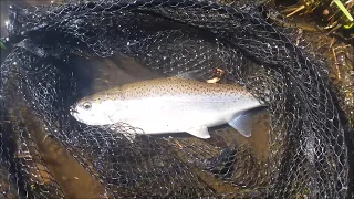 Trout fishing at Lake Rotorua (Trout fishing is hard!)