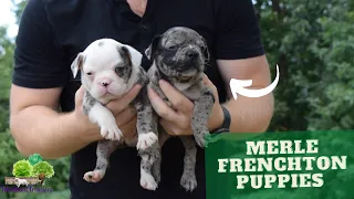 What should you know about Merle Frenchton Puppies