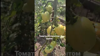 🍅🍅🍅Томаты в открытом грунте🌿🌿🌿сорт Элегант 🥫🥫🥫