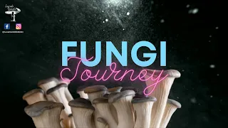 Fungi Journey - Meditación psicódelica 10 min | Microdosis psilocibina y sanación | Solo música