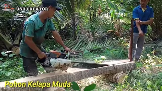 CEPAT DAN EMPUK || PENGGERGAJIAN POHON KELAPA MUDA WARNANYA PUTIH.