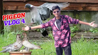 ভোরের আরামের ঘুম নষ্ট করে কবুতরকে খাবার দিলাম | Pigeon Vlog | Shahil | Sd Family World