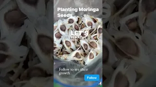 Planting Moringa Seeds